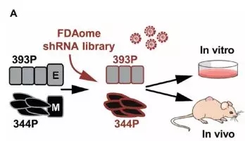 《Science》子刊：KRAS突变型肺癌或喜迎MEK抑制剂联合用药