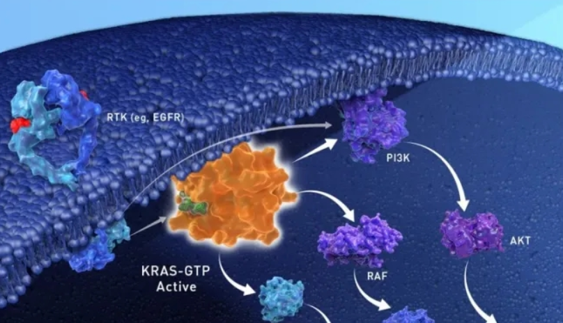 NSCLC丨FDA批准首个针对KRAS G12C突变靶向药！